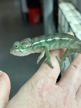 Load image into Gallery viewer, AMBILOBE male: Sunny Delight x Skittles(R5)