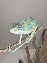 Load image into Gallery viewer, AMBILOBE Male Panther Chameleon: (E2)