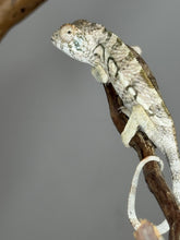 Load image into Gallery viewer, AMBILOBE FEMALE Panther Chameleon: šŗ (Q10)