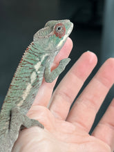 Load image into Gallery viewer, Ambilobe male: Rogue x Phoenix (J7)