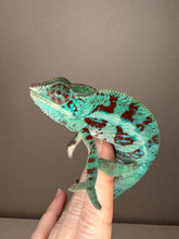 Load image into Gallery viewer, AMBANJA Panther Chameleon: (E8)