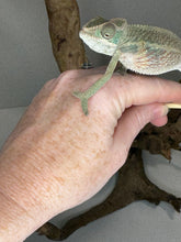 Load image into Gallery viewer, AMBILOBE Panther Chameleon male:(E15)