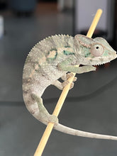 Load image into Gallery viewer, AMBILOBE male: Starburst x Margaret (R8)