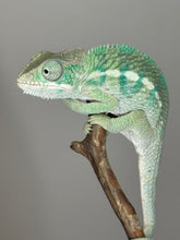 Load image into Gallery viewer, AMBILOBE Panther Chameleon: (E19)