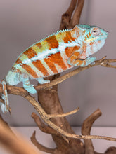 Load image into Gallery viewer, AMBANJA Panther Chameleon: (J7)