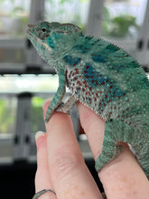 Load image into Gallery viewer, AMBANJA/NOSY FALY male (E15)