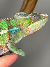 Load image into Gallery viewer, AMBILOBE Male Panther Chameleon: (E7)