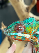 Load image into Gallery viewer, AMBILOBE male: Riot/JJ/Bolt (J5)