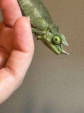 Load image into Gallery viewer, Male Jackson’s Chameleon: I5
