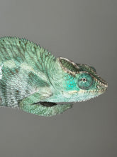 Load image into Gallery viewer, AMBANJA X ANKIFY Panther Chameleon:(J10)