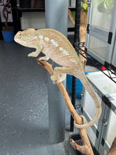 Load image into Gallery viewer, AMBILOBE FEMALE Panther Chameleon: šŗ (E33)