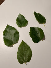 Load image into Gallery viewer, Fresh Mulberry Leaves for Silkworms | Natural Silkworm Food | FramsChams