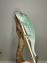 Load image into Gallery viewer, AMBILOBE Male Panther Chameleon: (E24)