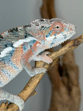 Load image into Gallery viewer, Young Male Ambilobe Panther Chameleon – Rainbow Color | E11
