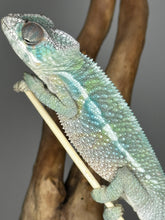 Load image into Gallery viewer, AMBILOBE Male Panther Chameleon: (E32)