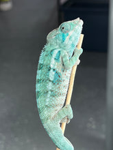 Load image into Gallery viewer, AMBANJA/NOSY FALY male (I5)
