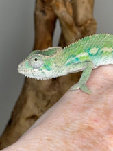 Load image into Gallery viewer, Ambilobe male panther chameleon: Flash x Opal (E23)