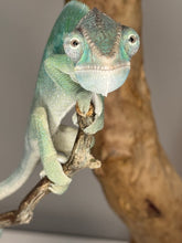 Load image into Gallery viewer, AMBILOBE Panther Chameleon: (E28)