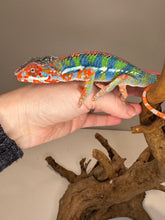 Load image into Gallery viewer, AMBILOBE Panther Chameleon: (J1)