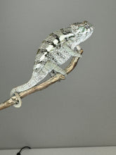 Load image into Gallery viewer, SAMBAVA Panther Chameleon: (E5)