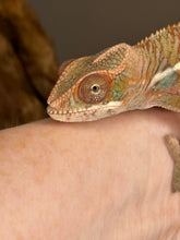 Load image into Gallery viewer, Ambilobe Male (R9)