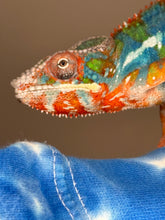 Load image into Gallery viewer, AMBILOBE Panther Chameleon: (J5)