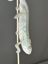 Load image into Gallery viewer, AMBILOBE male panther chameleon: Flash x Opal (J9)