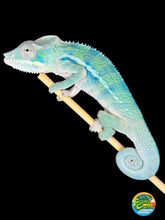 Load image into Gallery viewer, AMBANJA Panther Chameleon: (E9)