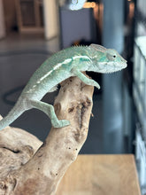 Load image into Gallery viewer, AMBILOBE Panther Chameleon: Sunny Delight x Skittles(R4)