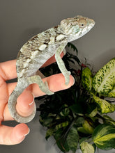 Load image into Gallery viewer, AMBILOBE FEMALE Panther Chameleon: Rogue x Phoenix (S5)