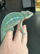 Load image into Gallery viewer, AMBILOBE Male Panther Chameleon: (E33)