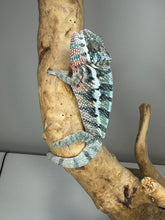 Load image into Gallery viewer, AMBILOBE Panther Chameleon: (E8)