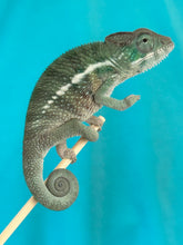 Load image into Gallery viewer, AMBANJA x WC male (I2)