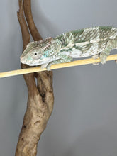 Load image into Gallery viewer, AMBILOBE Panther Chameleon male: (E25)