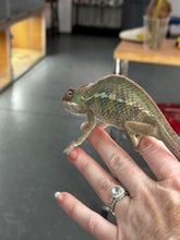 Load image into Gallery viewer, AMBILOBE Panther Chameleon: Frank x Sandy (J3)