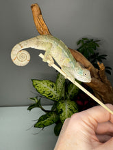 Load image into Gallery viewer, AMBILOBE male panther chameleon: Flash x Opal (R1)