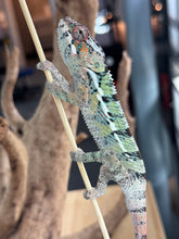 Load image into Gallery viewer, AMBILOBE Panther Chameleon: Starburst x Margaret (E12)