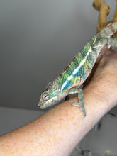 Load image into Gallery viewer, AMBILOBE Panther Chameleon: (E22)