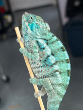 Load image into Gallery viewer, AMBANJA/NOSY FALY male (I5)