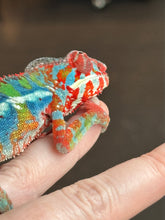 Load image into Gallery viewer, AMBILOBE Panther Chameleon: (J1)