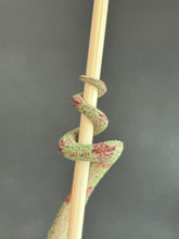 Load image into Gallery viewer, SAMBAVA Panther Chameleon: Marley x Mabel (J1)