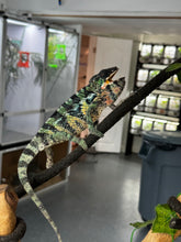 Load image into Gallery viewer, AMBILOBE Male Panther Chameleon: (E34)