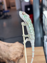 Load image into Gallery viewer, AMBILOBE Panther Chameleon: Sam x Georgia (R6)