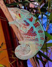 Load image into Gallery viewer, Beautiful adult Ambanja chameleon with tail curled laying on branch.