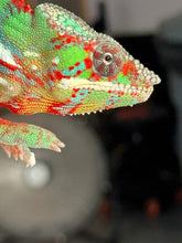 Load image into Gallery viewer, juvenile-ambilobe-panther-chameleon-potential-yellow-body-blue-bar