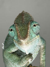 Load image into Gallery viewer, AMBANJA X ANKIFY Panther Chameleon:(J10)