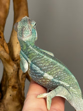 Load image into Gallery viewer, AMBILOBE Male Panther Chameleon: (E32)