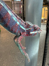 Load image into Gallery viewer, AMBANJA Panther Chameleon: (E15)