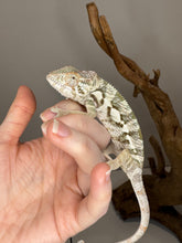 Load image into Gallery viewer, AMBANJA FEMALE Panther Chameleon: đș (R1)