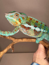 Load image into Gallery viewer, AMBANJA Panther Chameleon: (J5)